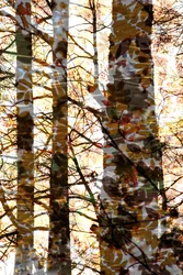 Golden Forest Layers