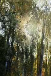 Golden Forest Light