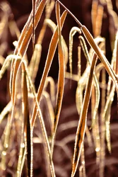 Golden Frosted Reeds