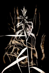 Graceful Reed on Black
