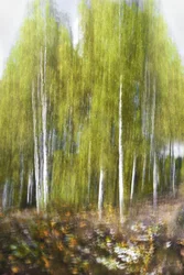 Green Birch Forest Abstract