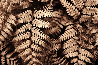 Intricate Sepia Ferns