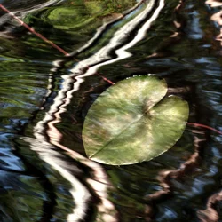 Lily Pad Reflections