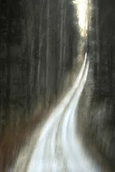 Luminous Forest Path