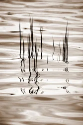 Minimalist Water Reeds