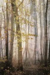 Misty Autumn Path