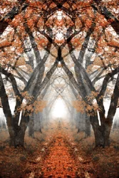 Misty Autumn Path