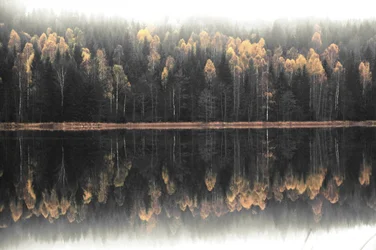 Misty Autumn Reflection
