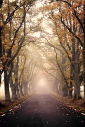 Misty Autumn Road