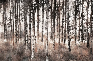 Misty Birch Forest