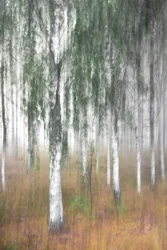 Misty Birch Forest