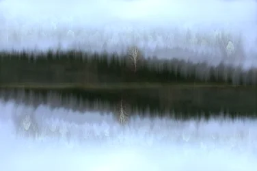 Misty Birch Reflection