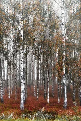 Misty Birch Woods
