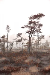 Misty Bog Trees