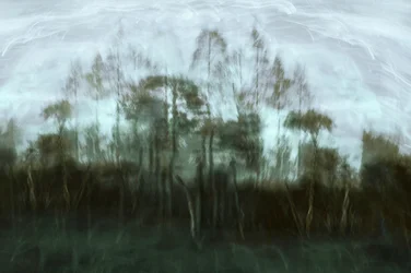 Misty Forest Dream