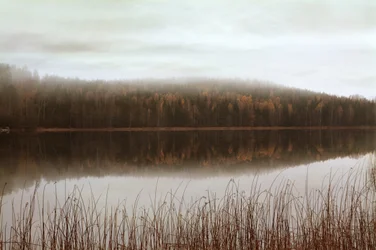 Misty Forest Reflections