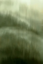 Misty Forest Serenity