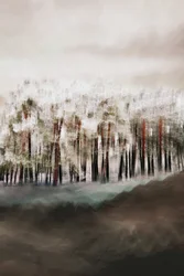 Misty Forest Serenity