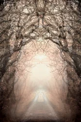 Misty Path To Light