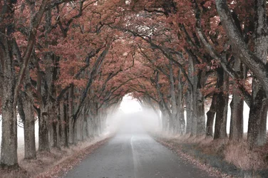 Misty Tree Tunnel
