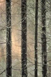 Misty Winter Forest
