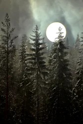 Moonlit Winter Forest