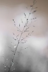 Morning Dew Drops