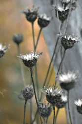 Muted Garden Thistles
