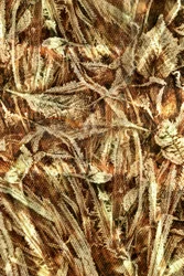 Natural Camouflage Pattern