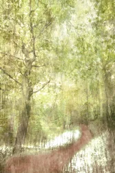Peaceful Forest Deer