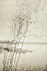 Rustic Botanical Study