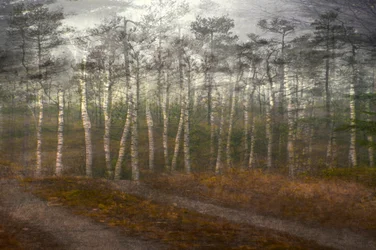Serene Birch Forest