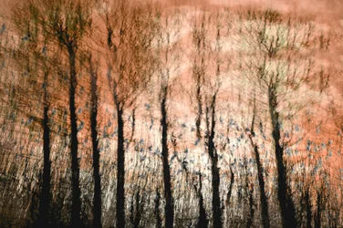 Serene Forest Glow