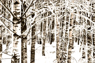 Snowy Birch Forest