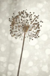 Soft Allium Bloom