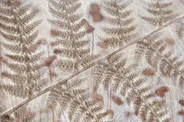 Soft Autumn Ferns