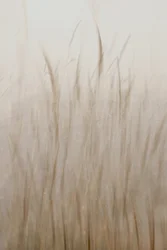 Soft Beige Grass