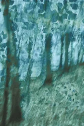 Soft Blue Green Forest