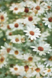 Soft Daisy Field