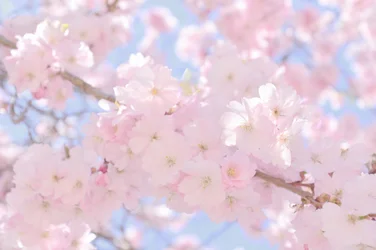 Soft Pink Cherry Blossoms