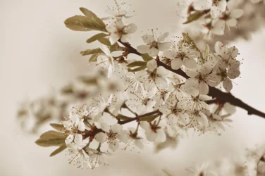 Soft White Blossoms