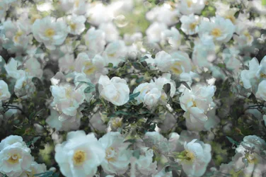 Soft White Roses