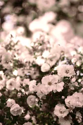Soft White Roses
