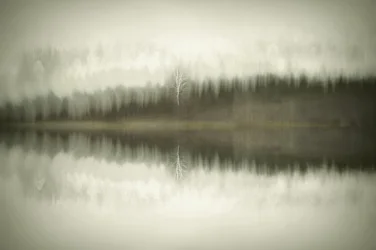 Solitary Birch Lake