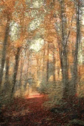 Sunlit Woodland Path