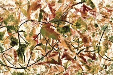 Tangled Autumn Foliage