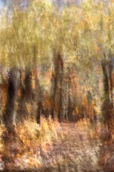 Vibrant Autumn Forest Path