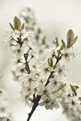 White Spring Blossoms
