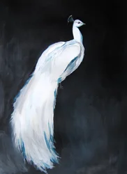 Elegant White Peacock