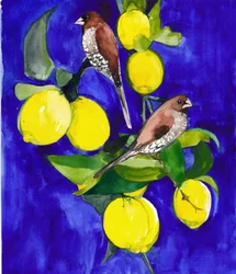 Finches on Lemon Branch